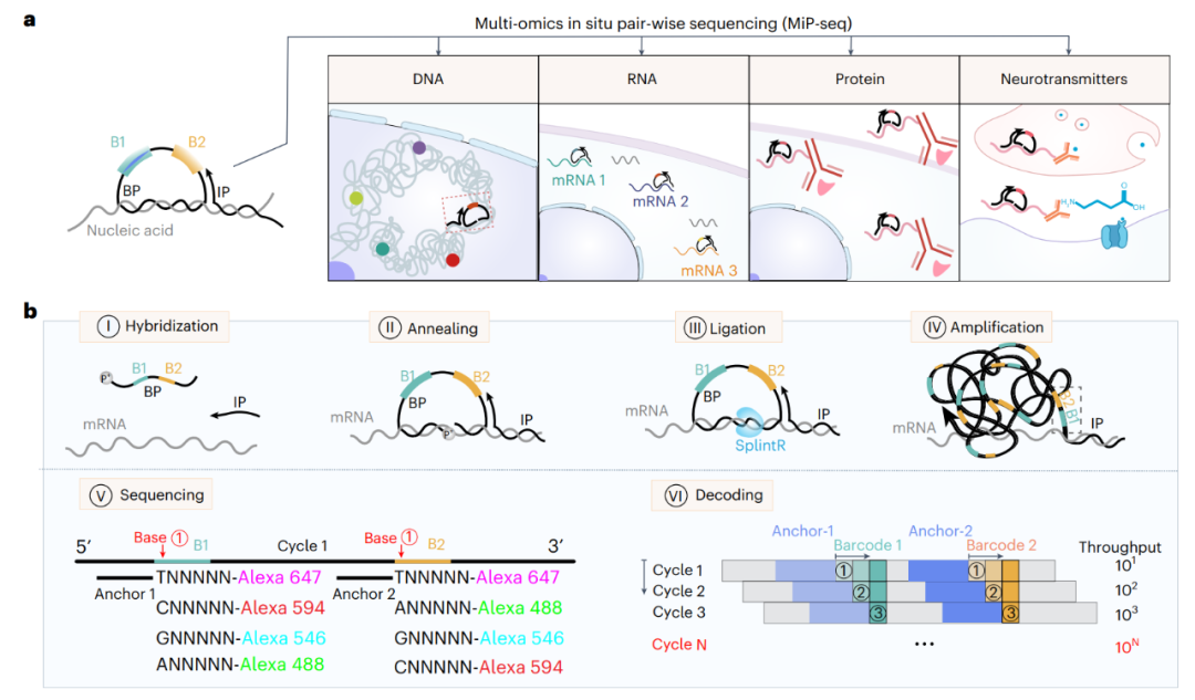 Nature Biomedical Engineering|ug环球体育团队合作开发新型空间组学技术MiP-seq