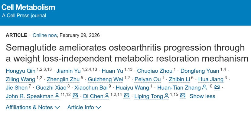 Cell Metabolism|“减肥神药”也能治疗骨关节炎?ug环球体育团队联合揭示关键机制