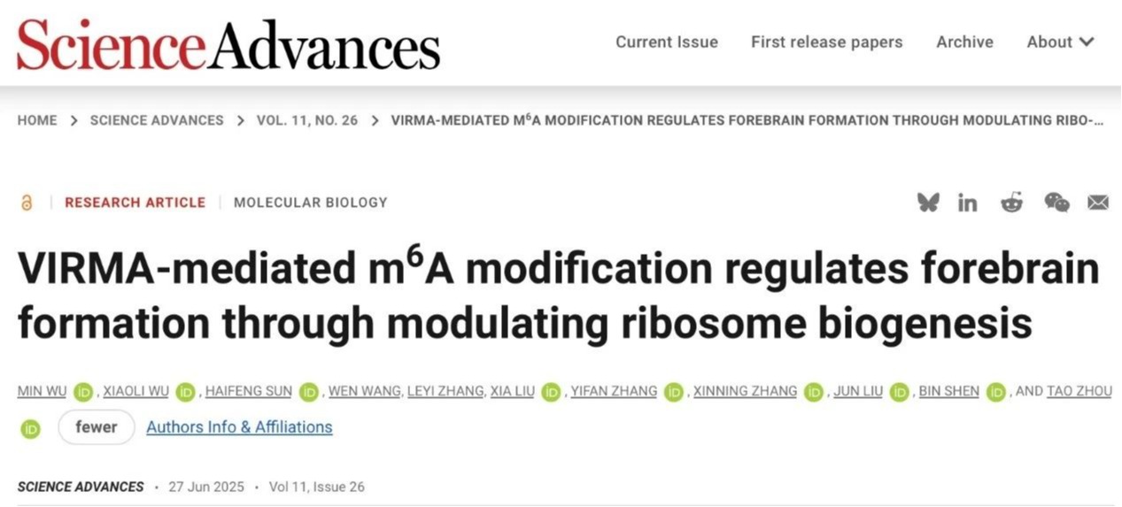 Science Advances | ug环球体育周涛团队合作揭示RNA m6A调控核糖体生成通路参与大脑发育的新机制